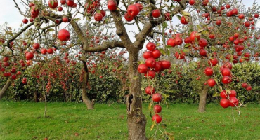 Ve kterých regionech je nejlepší vysadit novou odrůdu skořicových jablek, popis plodů a chuťové vlastnosti